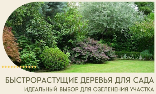 Быстрорастущие деревья для сада идеальный выбор в Шарыпове