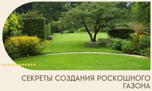 Секреты создания роскошного газона в Шарыпове