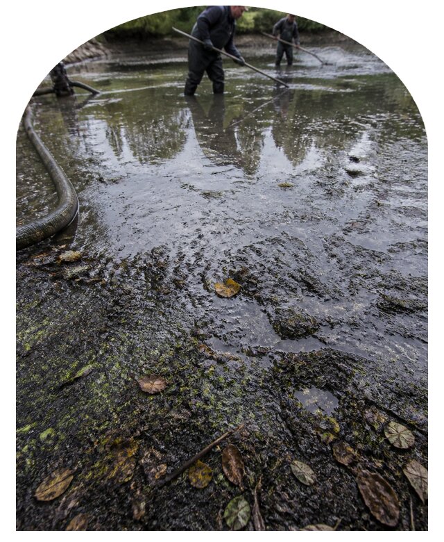 Очистка пруда в Шарыпове от ила мусора и водорослей с вывозом
